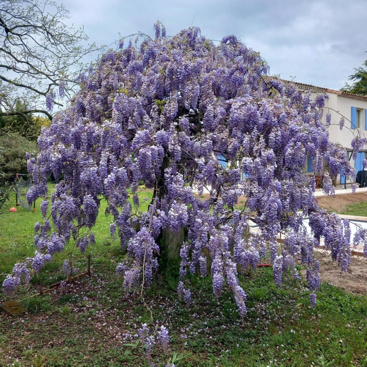 Saint-Étienne-du-Grès Le Petit Mas Des Alpilles En Provenceヴィラ エクステリア 写真